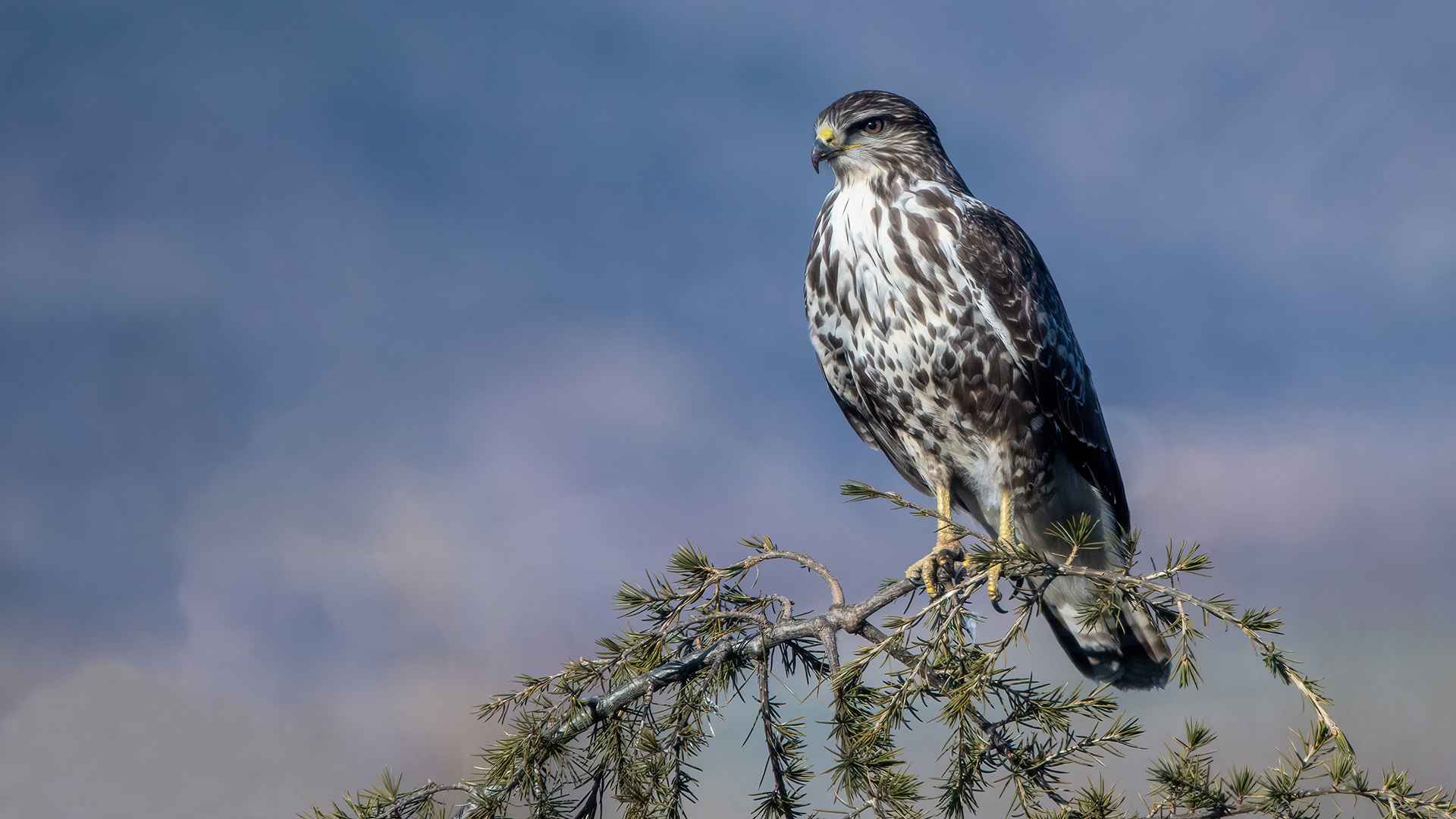 Common Buzzard